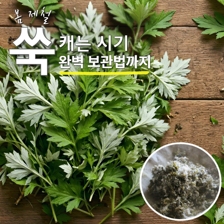  쑥 제철 캐는 시기 보관법 냉동 냉장
