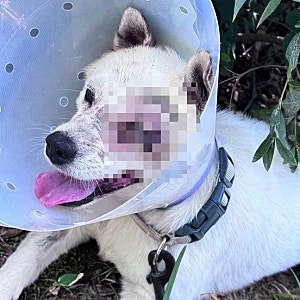 비비탄 난사로 안구 적출한 반려견…20대 2명 법정으로
