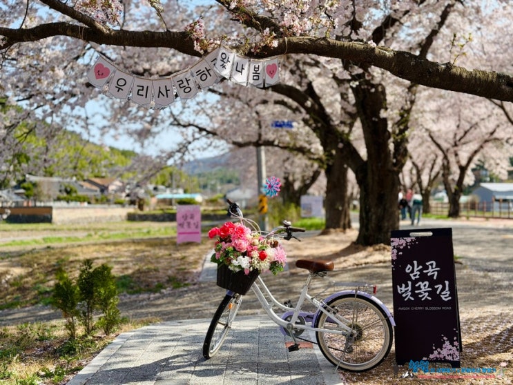   4/11 경주 암곡벚꽃길 소식.