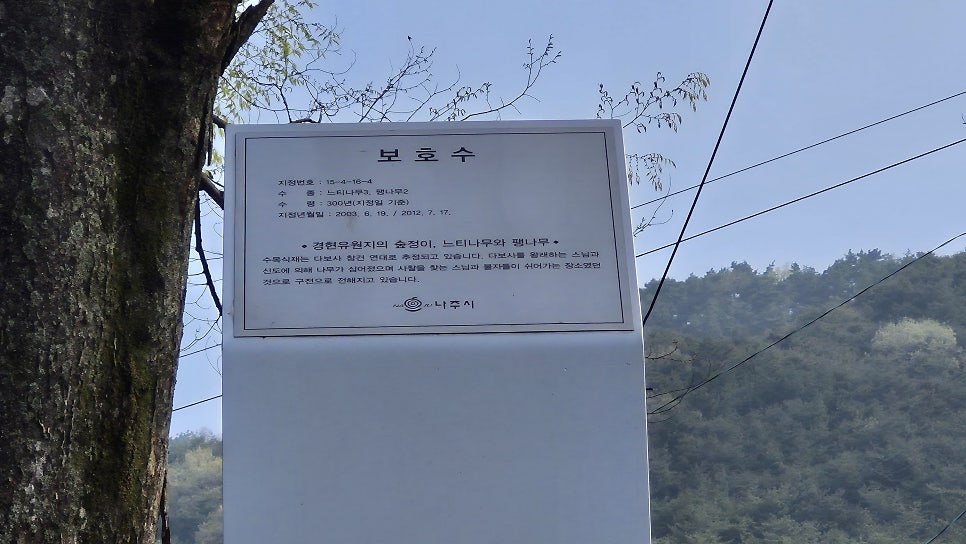 거북이 사진 5