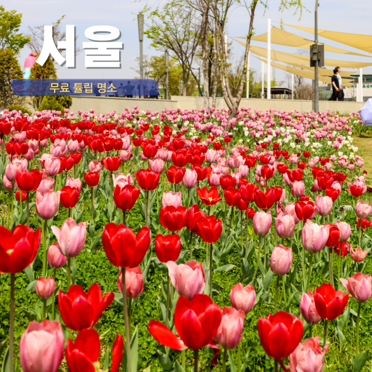  서울 튤립 꽃구경 마곡 서울식물원 호수공원 무료 입장 4월 서울 가볼만한 곳