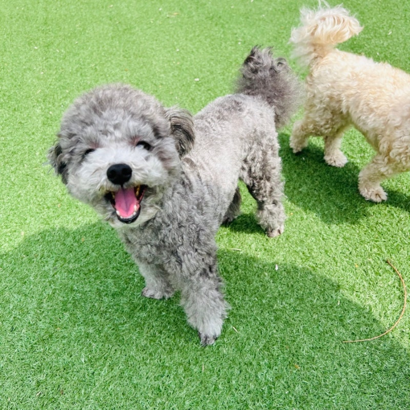 김구백이