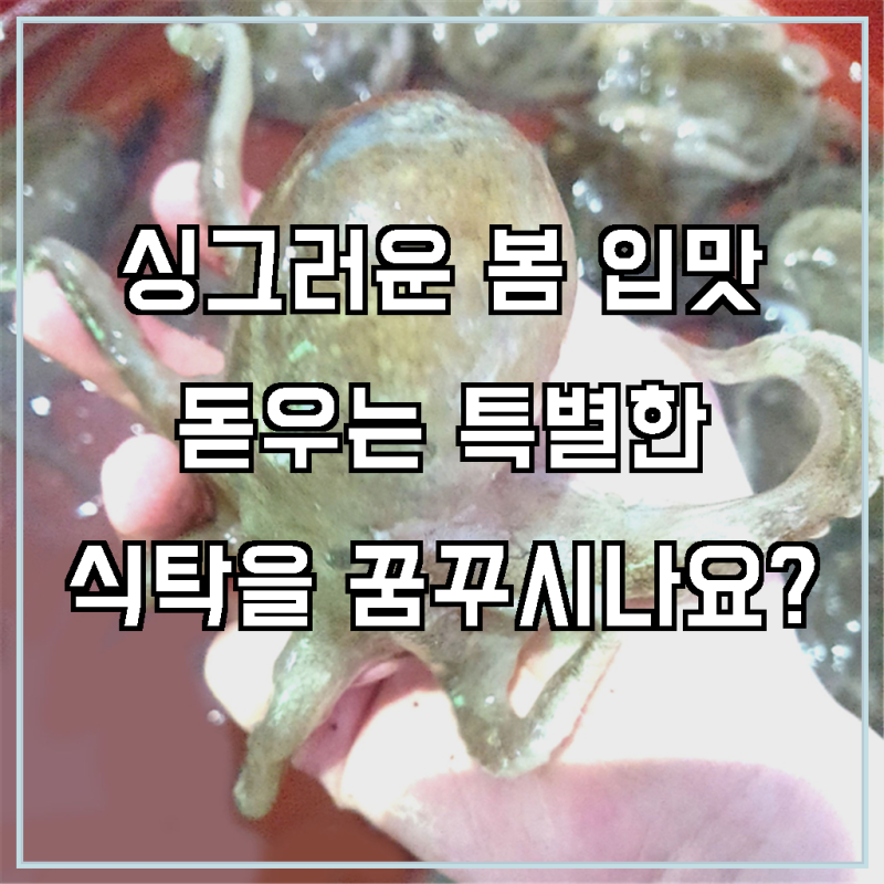 봄 제철 별미, 알배기 품은 쫄깃한 국내산 활 쭈꾸미 1kg 최저가 찬스!