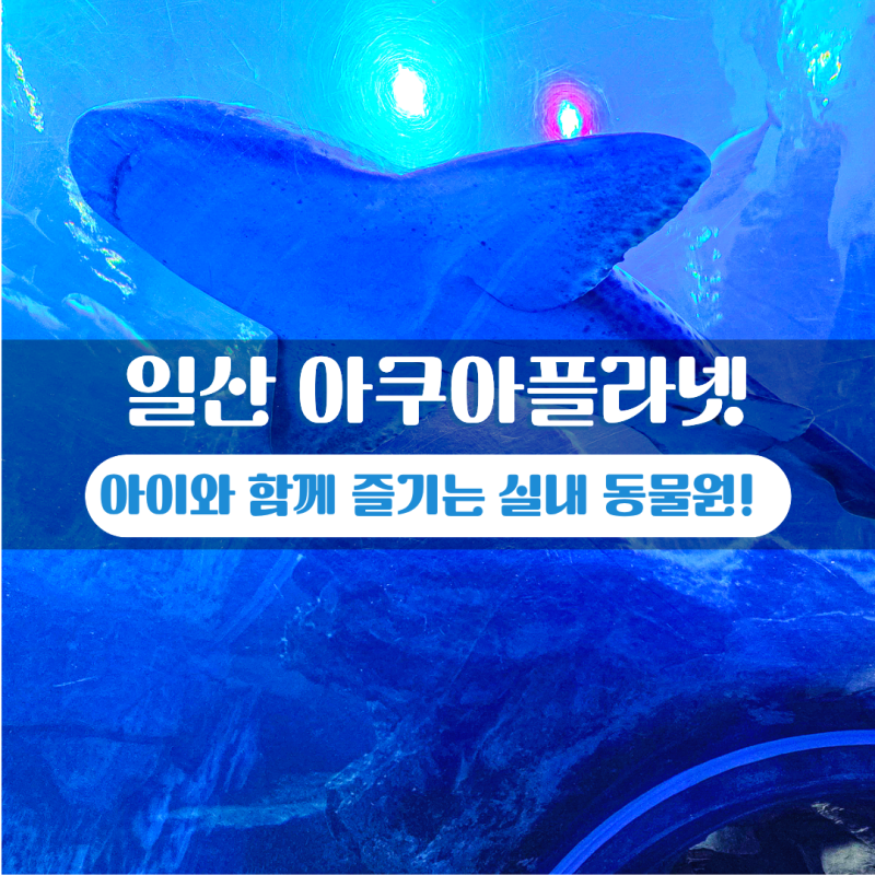 일산 아쿠아플라넷 아기 투명보트 할인 푸드코트 주차