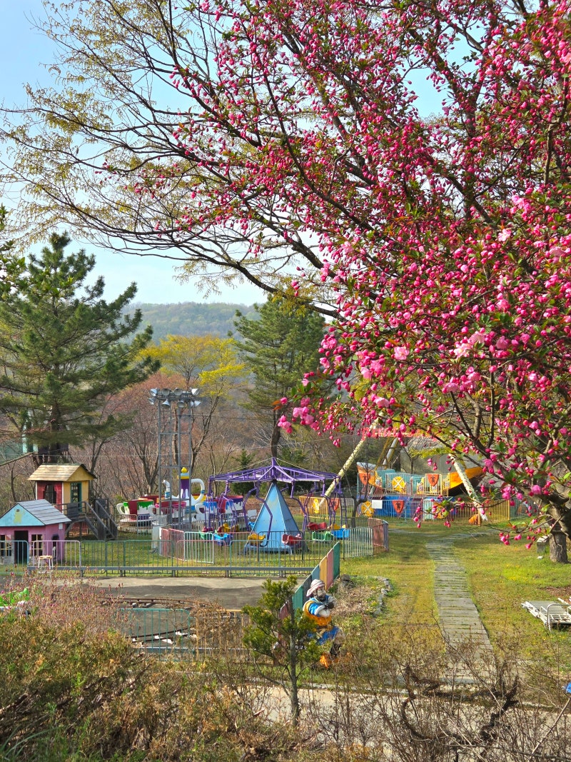 서준이네 카라반 캠핑 대전 벚꽃이 만개한 근교 공주 이안숲속캠핑장