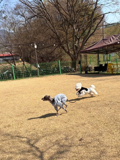 노라도라[애견카페,애견운동장]