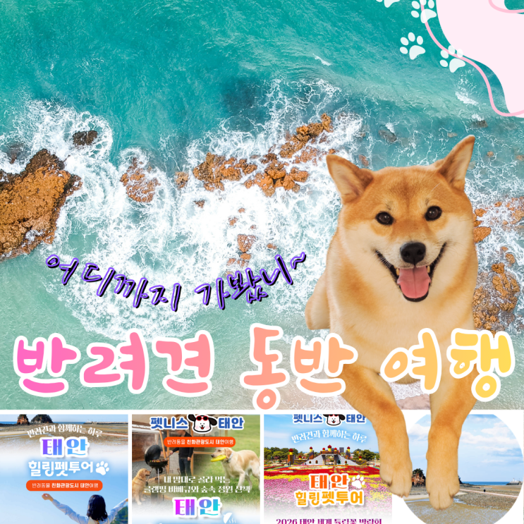  2026 태안 반려견 여행 코스: 힐링펫투어 3가지 비교 총정리
