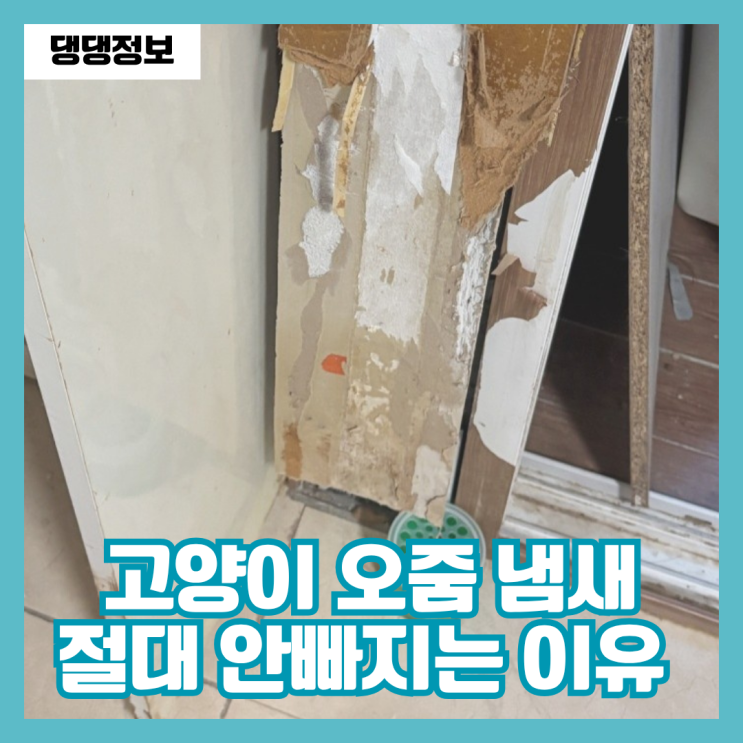  “왜 이렇게 독할까?” 고양이 소변 냄새 원인부터 완벽 제거 꿀팁까지