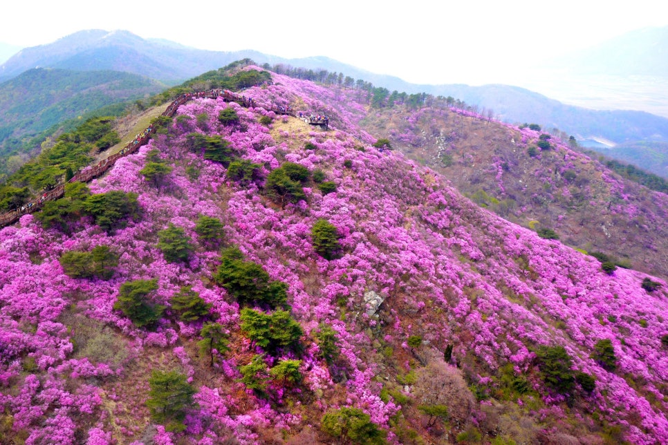 목향 사진 1