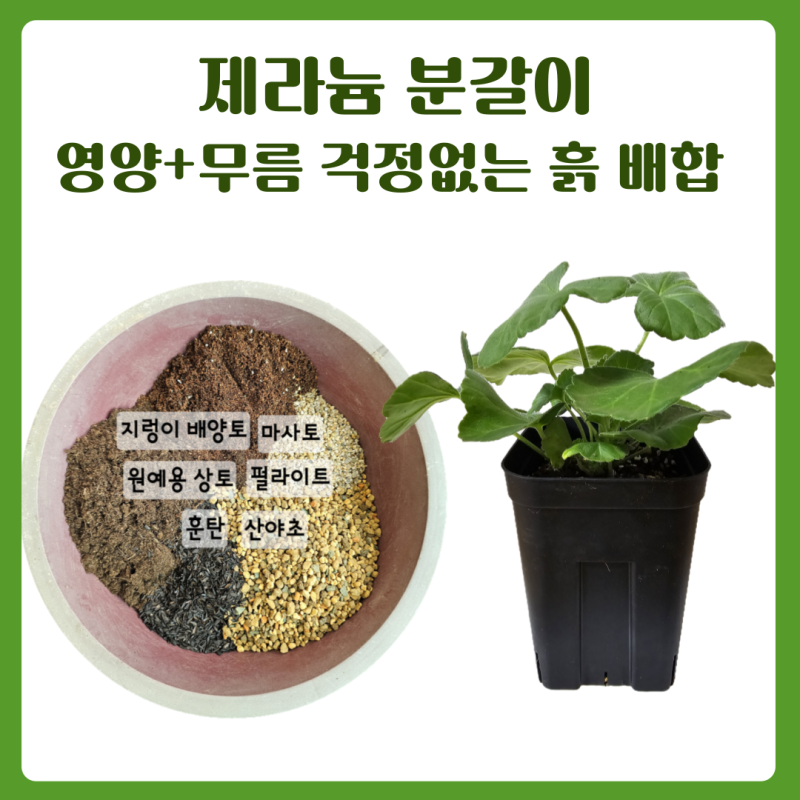 러시아, 유럽 제라늄 분갈이 흙 배합 &분갈이 후 관리