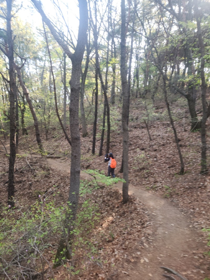 [경주 가볼만한곳] 4월의 연둣빛 설렘, 집 앞마당 같은 동천동 소금강산 산책기 (4/11 토)