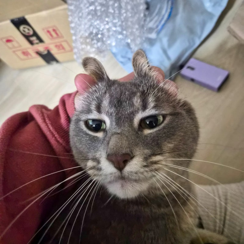 고양이 꿈 해몽 길몽 흉몽 상황별 총정리와 색깔별로 달라지는 의미