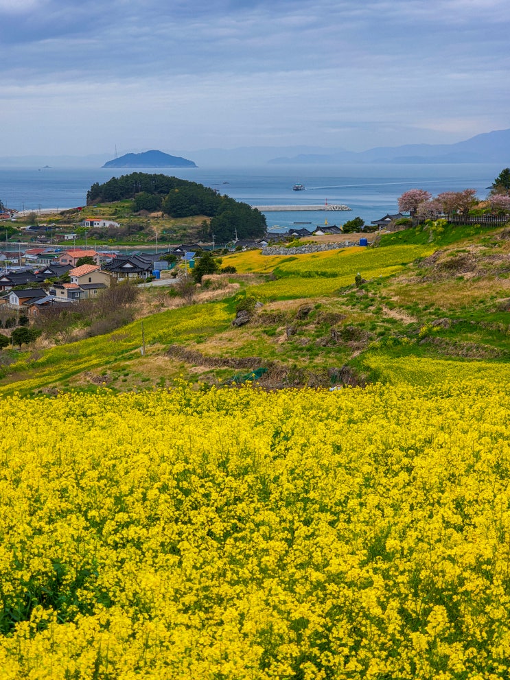 완도 청산도 유채꽃 구경하고 온 후기(서편제 촬영지, 주차장)
