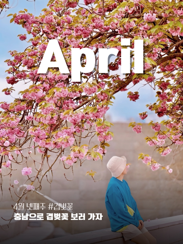  충남 4월 꽃구경 겹벚꽃 명소 시기 날씨