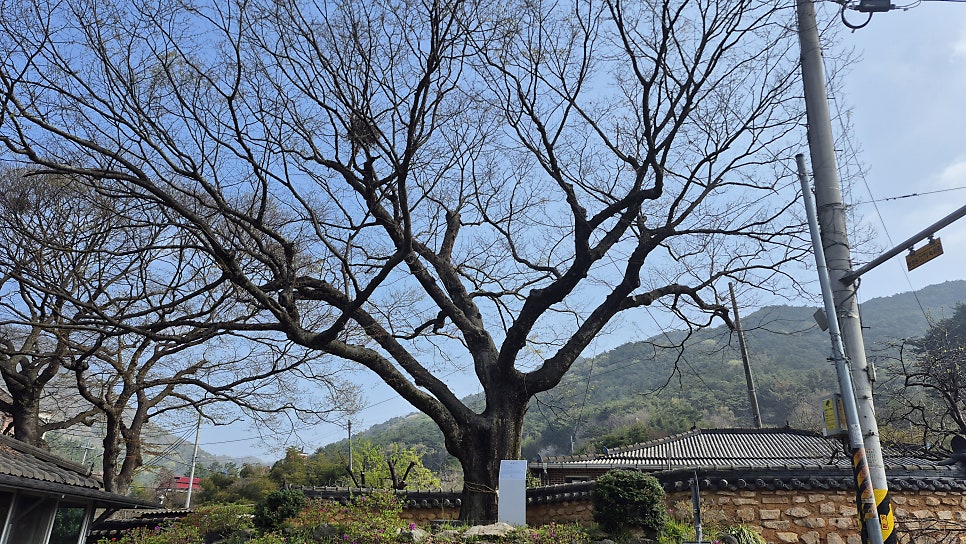 거북이 사진 4
