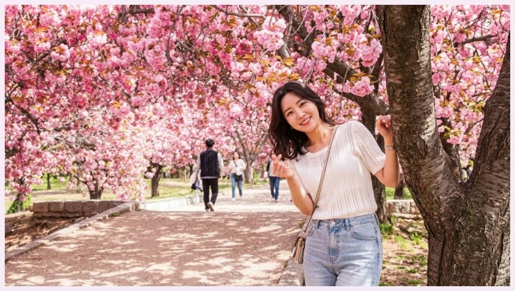  실시간 핑크빛 폭탄 터진 경주 불국사 겹벚꽃, 줄 서지 않고 인생샷 찍는 히든 스팟은?