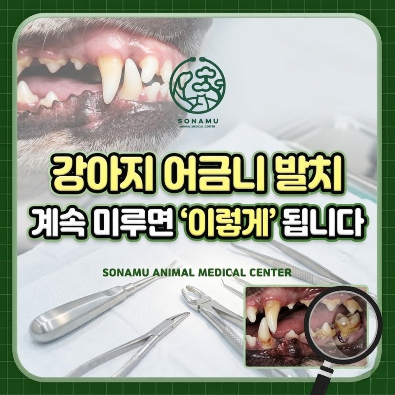 강아지 어금니 발치, 계속 미루면 '이렇게' 됩니다