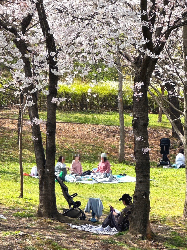  인천 벚꽃 부평 원적산공원 만개 산책 피크닉 장소 추천