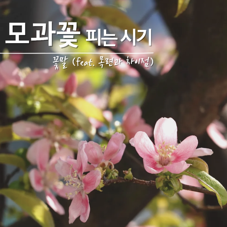  모과꽃 피는 시기 꽃말 목련 차이?