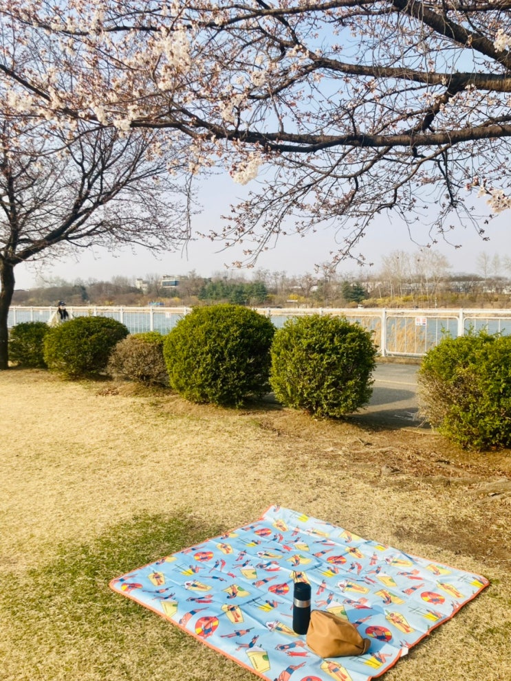  벚꽃 끝나 아쉬웠다면, 하남 미사경정공원 4~5월 겹벚꽃 시즌 명소