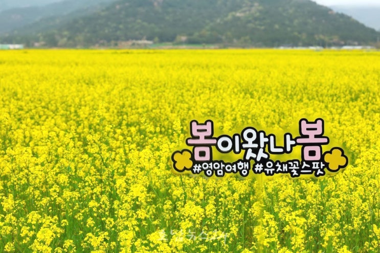  “노란 유채꽃 한 송이에 봄을 담다” 영암군, 상춘객 맞이 프로그램 운영