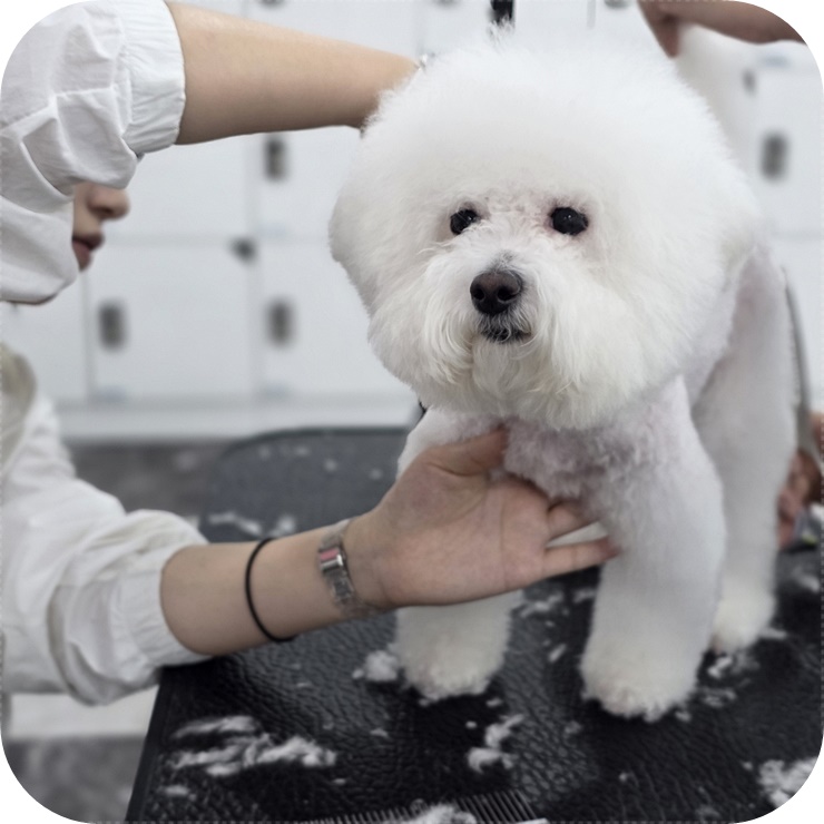  청학동애견미용학원 알아볼 때 가정견 실습이 중요한 이유