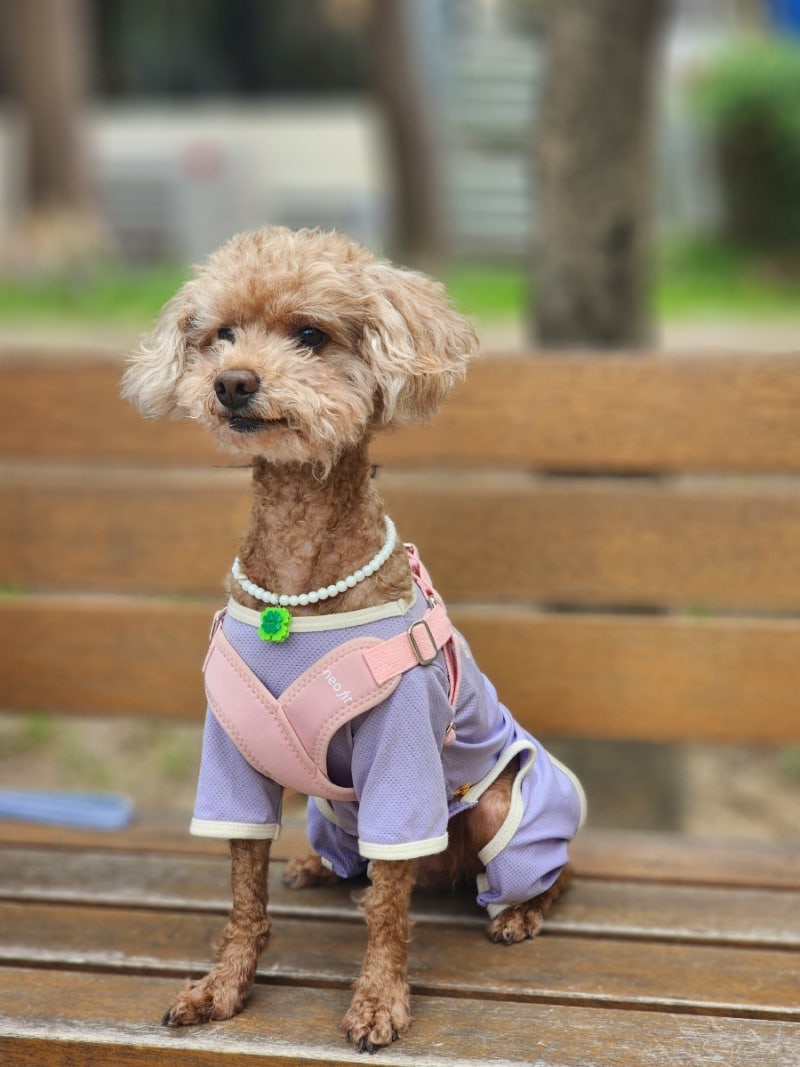 [리틀컵] 강아지 꾸미기 필수템! 네잎클로버 진주 반려동물 목걸이