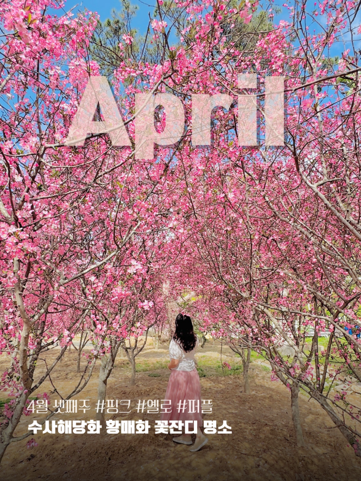  충남 공주 가볼만한곳 4월 꽃축제 수사해당화 꽃잔디 황매화