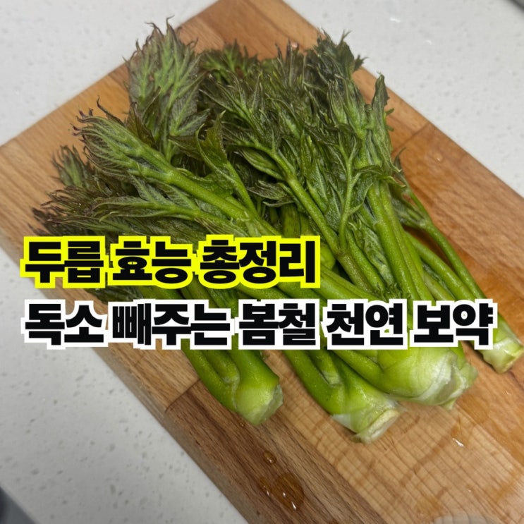  두릅 효능과 독소 배출 돕는 봄나물 섭취법 제철 두릅 영양 성분 총정리
