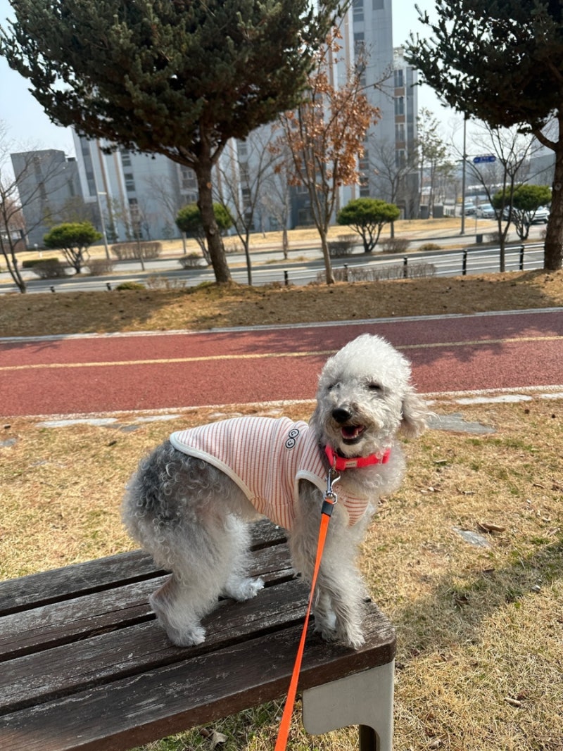 댕댕랜드 애견호텔&애견놀이터
