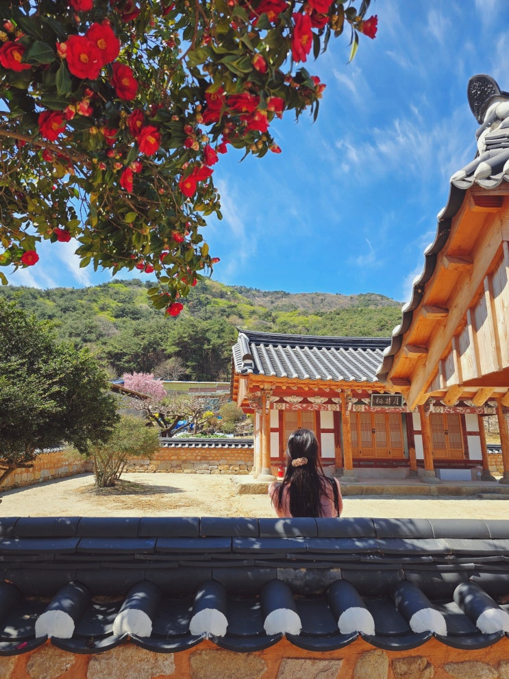  전남 나주 가볼만한곳 아무도 모르는 4월 동백꽃 명소 월정서원