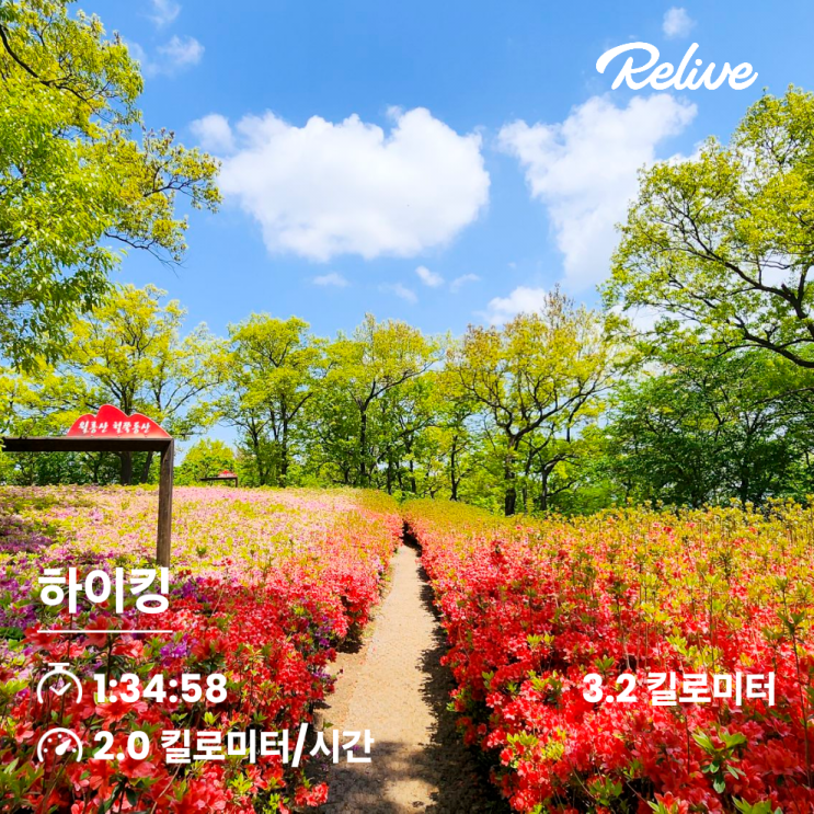  핑크빛 물결 파주 월롱산 철쭉 동산(개화시기, 등산코스, 주차)