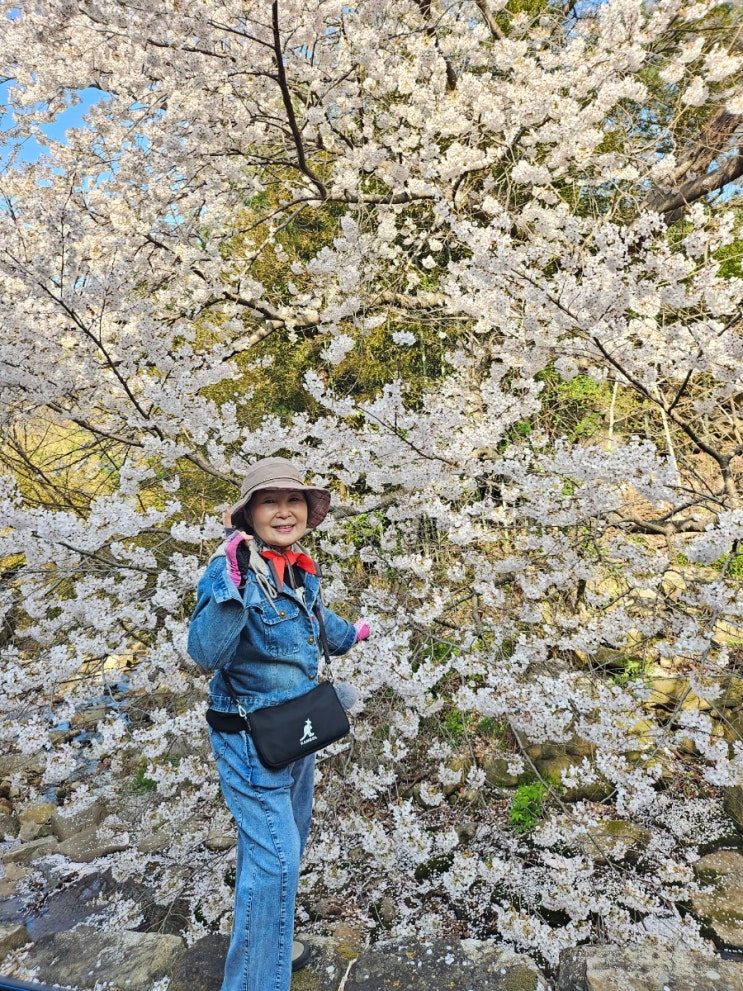  대구 가산산성 벚꽃 나들이(진남문 심천랜드 동림식당)