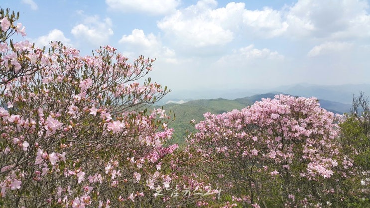 화순군 청풍면, ‘제18회 화학산 고산 철쭉제’ 개최