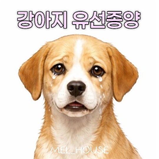 노견 강아지 유선종양: 악성이라면 선택은? 수술비용과 관리 꿀팁