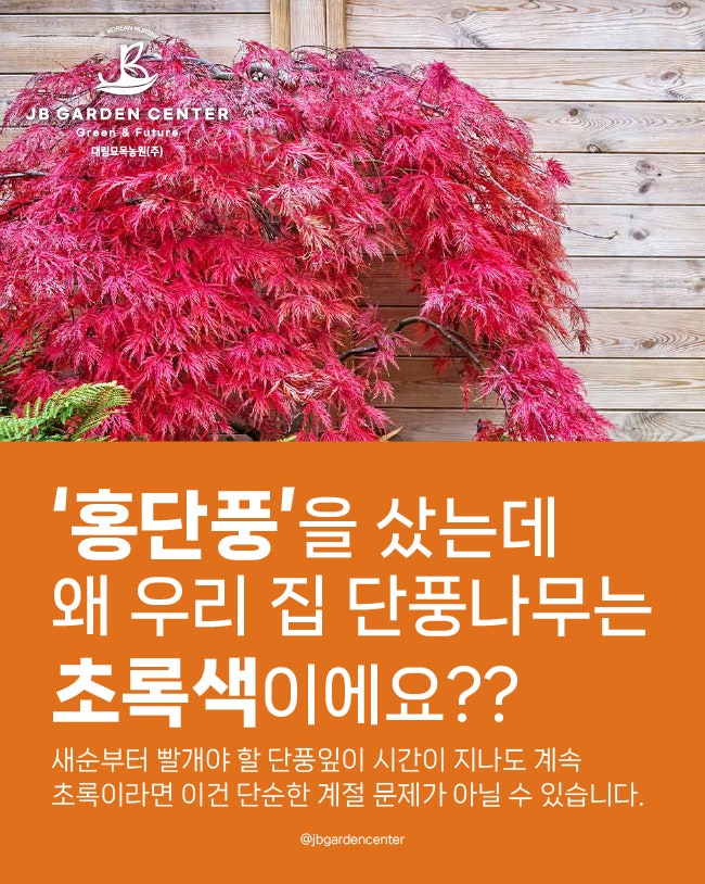홍단풍 샀는데 왜 초록나무가 되었을까요?? 단풍나무 ‘얼치기’ 진짜 이유