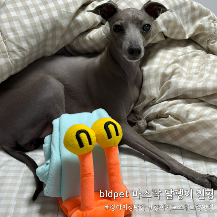  강아지 장난감 하나로 노즈워크까지! bldpet 바스락 달팽이 인형 리얼 후기