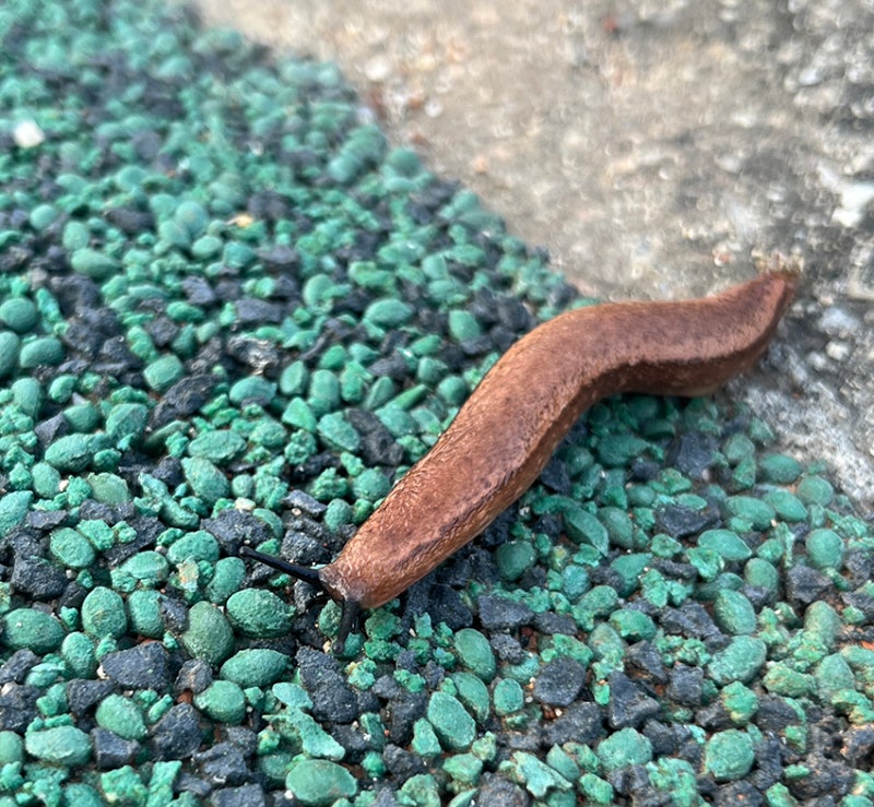 민달팽이 퇴치방법, 키우고 싶다면 이렇게!