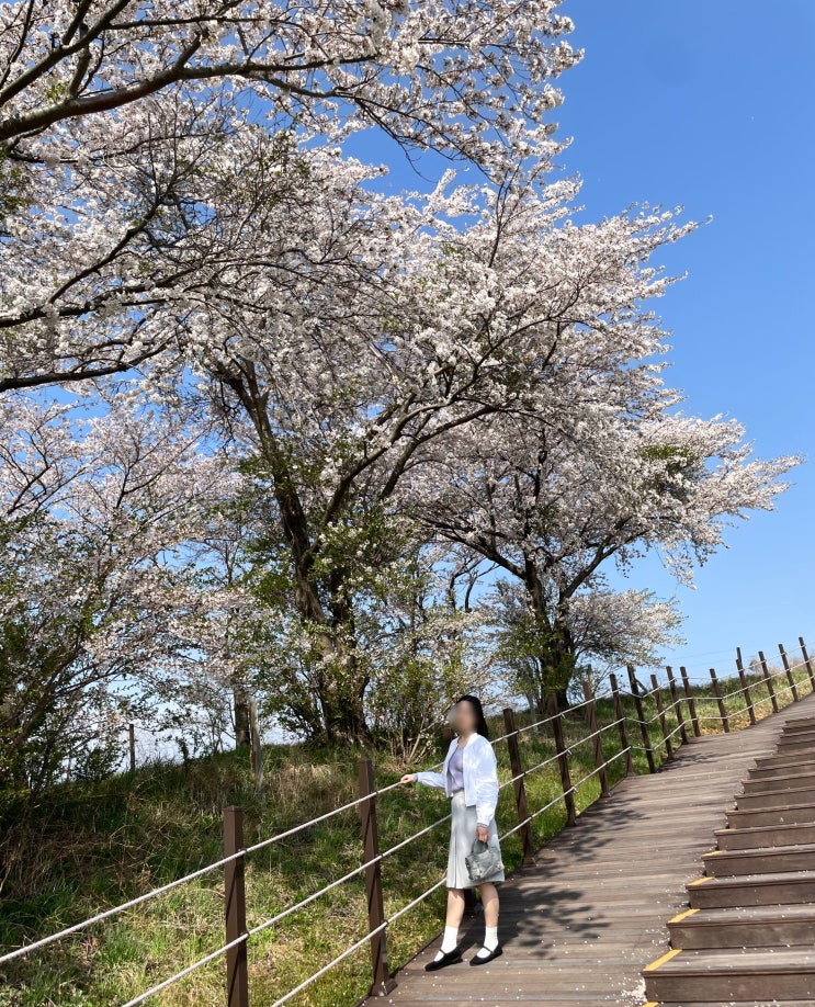  서산 한우목장 웰빙산책로 벚꽃 명소 실시간