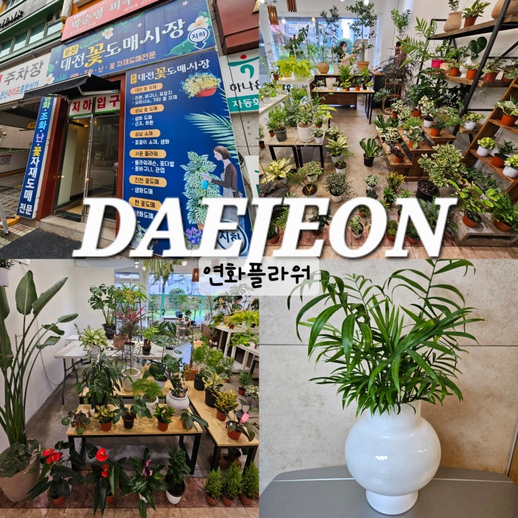  대전 꽃 도매시장 꽃구경하기 좋은 둔산동 꽃집 연화플라워