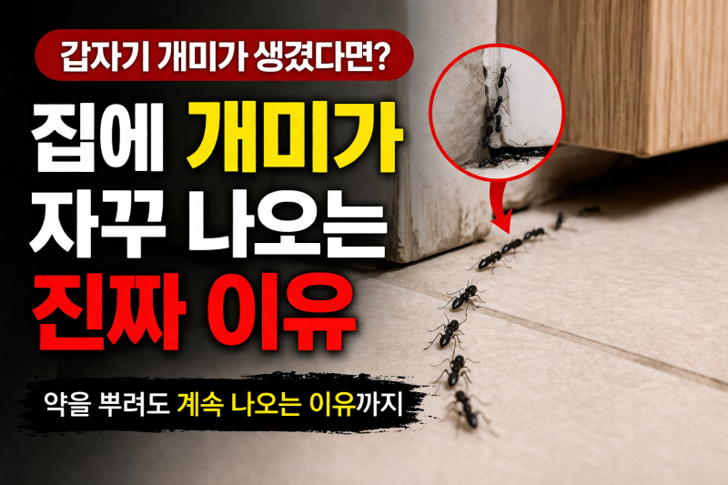 집에 개미가 자꾸 나오는 이유 – 갑자기 생겼다면 이미 시작된 겁니다