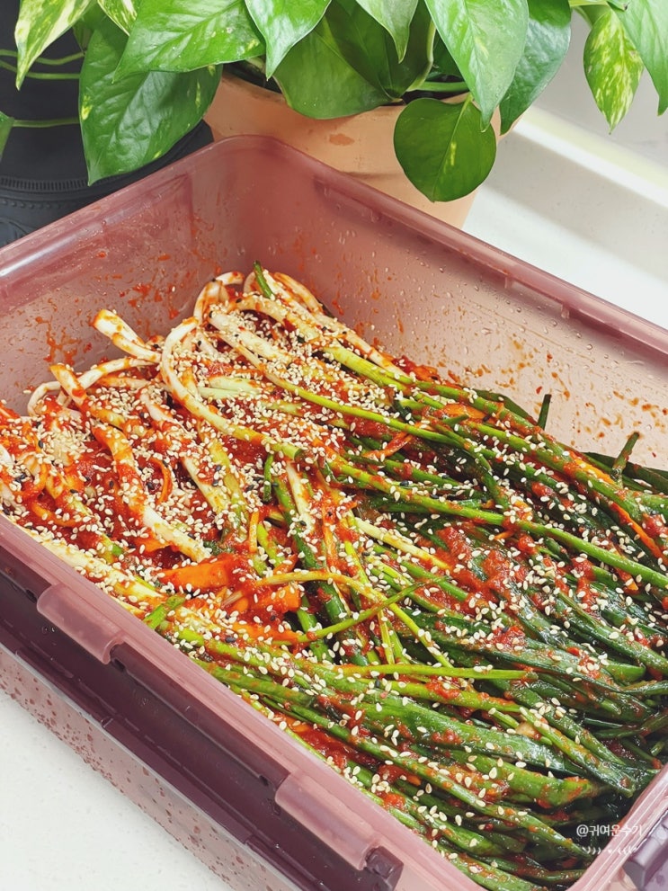  봄 쪽파김치 맛있게 담그는 법 절이지 않고 아삭하게 만드는 2kg 황금비율 파김치레시피