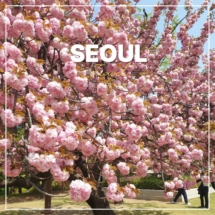  국회의사당 사랑재 겹벚꽃 서울 국회도서관 이용방법