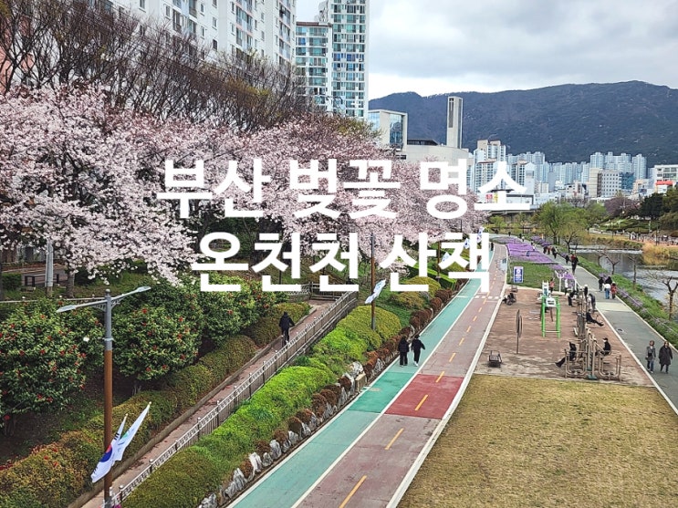  부산 여행 가볼만한곳 온천천 벚꽃 명소 주말 나들이 장소