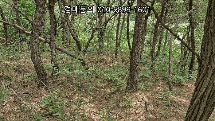  [포항시 남구 연일읍 학전리] 임야 경매, 2025타경379