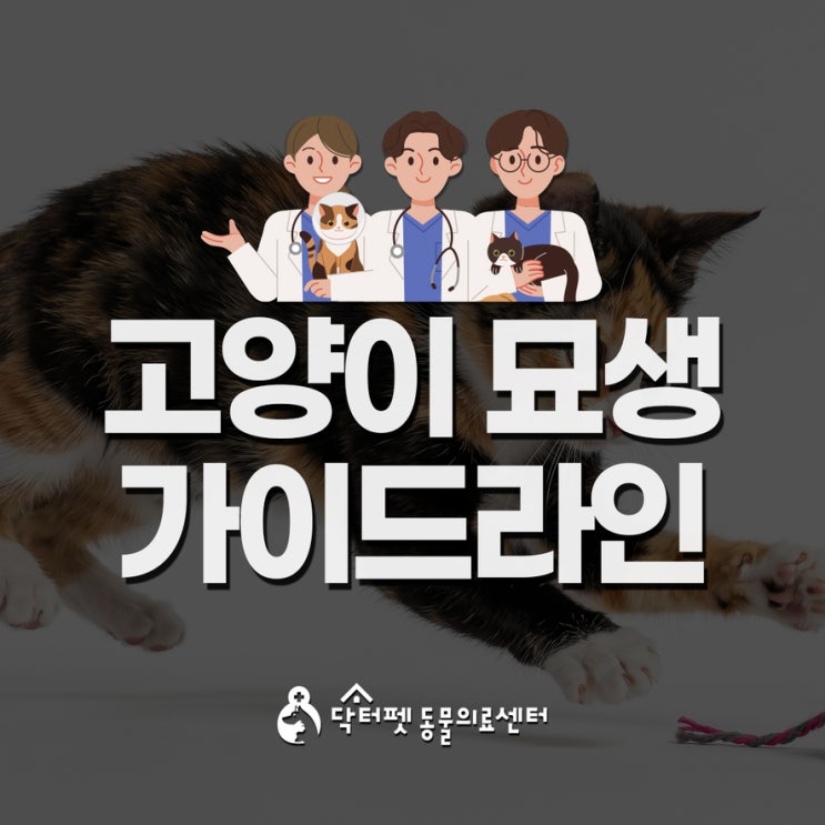  고양이 묘생 건강 가이드라인 나이별 요주의질환 권장검사 부산 동물병원