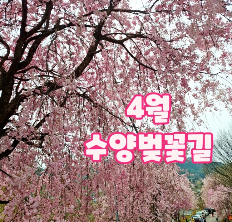  온세상 핑크빛! 거창 임불마을 수양벚꽃 4월 실시간 개화 현황
