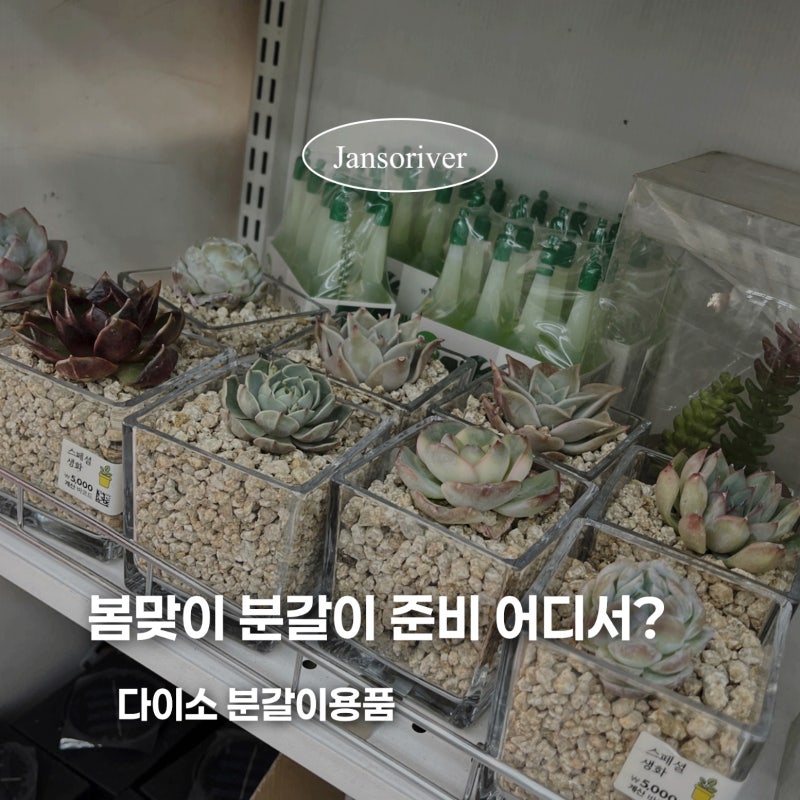 다이소 분갈이 용품 종류 총정리! 화분 흙 영양제까지 한 번에 해결