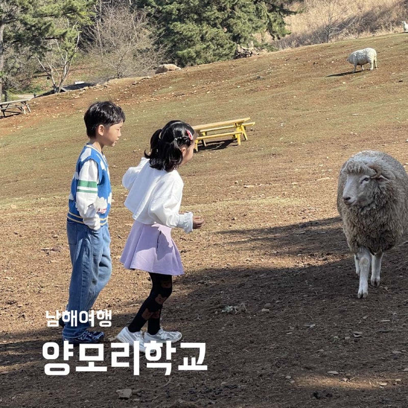 경남남해여행 양떼목장 양모리학교 먹이주기 체험 깡통열차