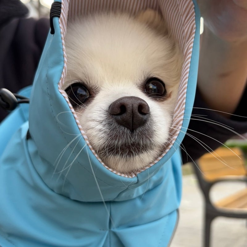 강아지비옷 비오는날에도 걱정없는 위니즈 애견레인코트 우비